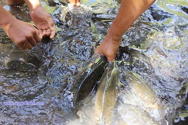 Fish Spa at Tagal Sungai Moroli, Kg Luanti