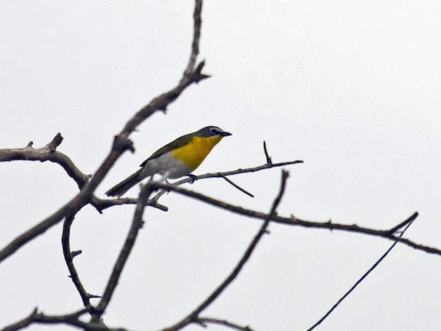 Yellow-breasted Chat Yellow-breasted Chat