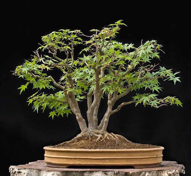 Walter Pall Bonsai Adventures Refurbishing a Japanese maple the "hedge cutting method"