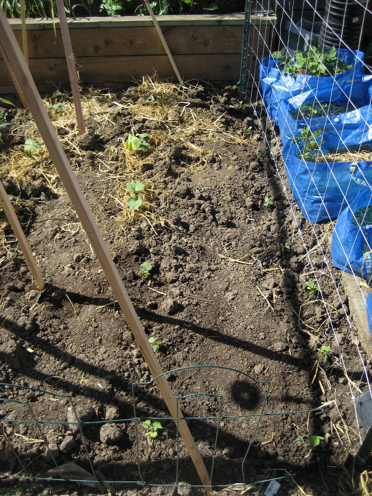 Backyard Farming Growing Winter Squash Vertically