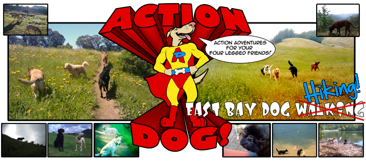 Action Blog! Blogging from East Bay Dog Walking in Oakland, Berkeley and Alameda