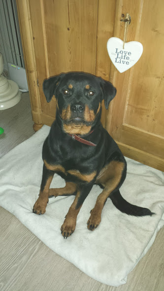 onze rottweiler