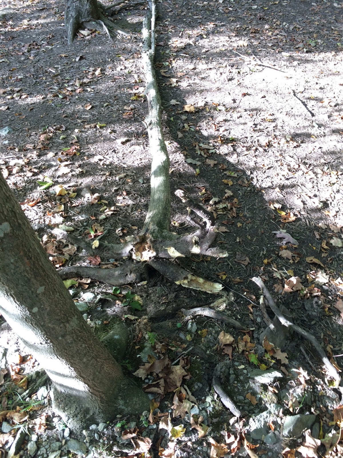 DumbAnchors Some trees aren't so good.