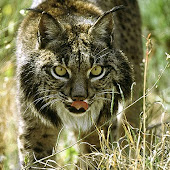 10 of the World's Rarest Animals
