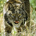 10 of the World's Rarest Animals