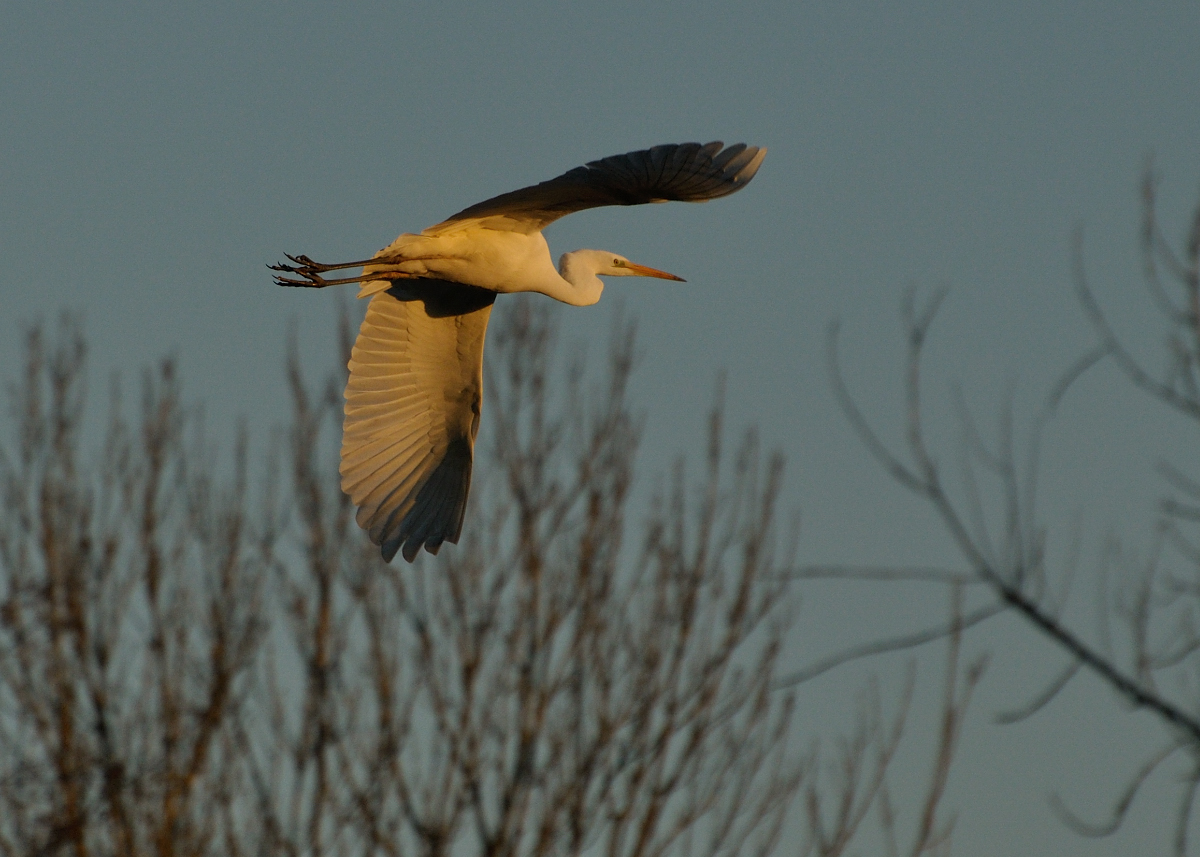 Arné Roest Natuurfotografie: De Vlaardingse Rietputten