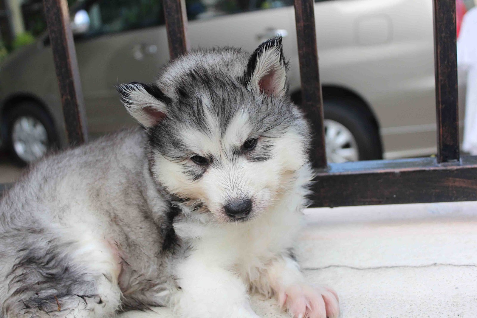 LovelyPuppy Quality Double Coating Wooly Husky Puppy