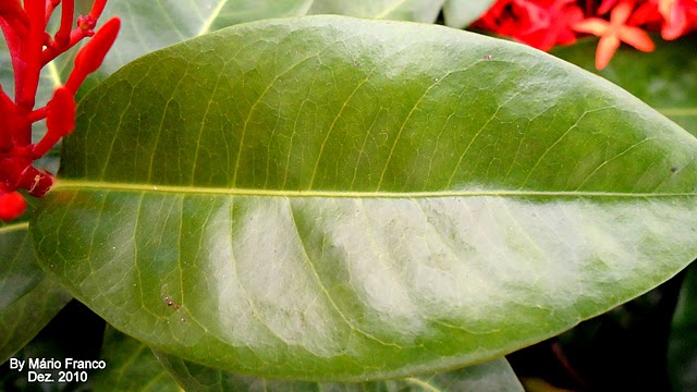 Meu Cantinho Verde: IXORA-REI ( Ixora macrothyrsa)