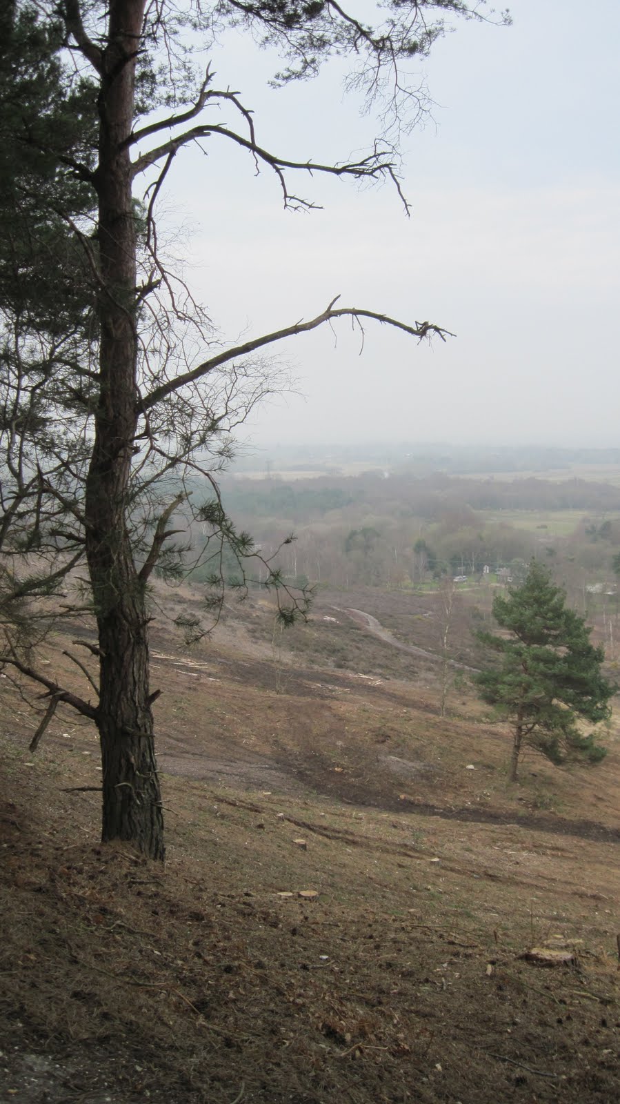 Where Beechmast Falls A Misty Afternoon on St Catherine`s Hill in