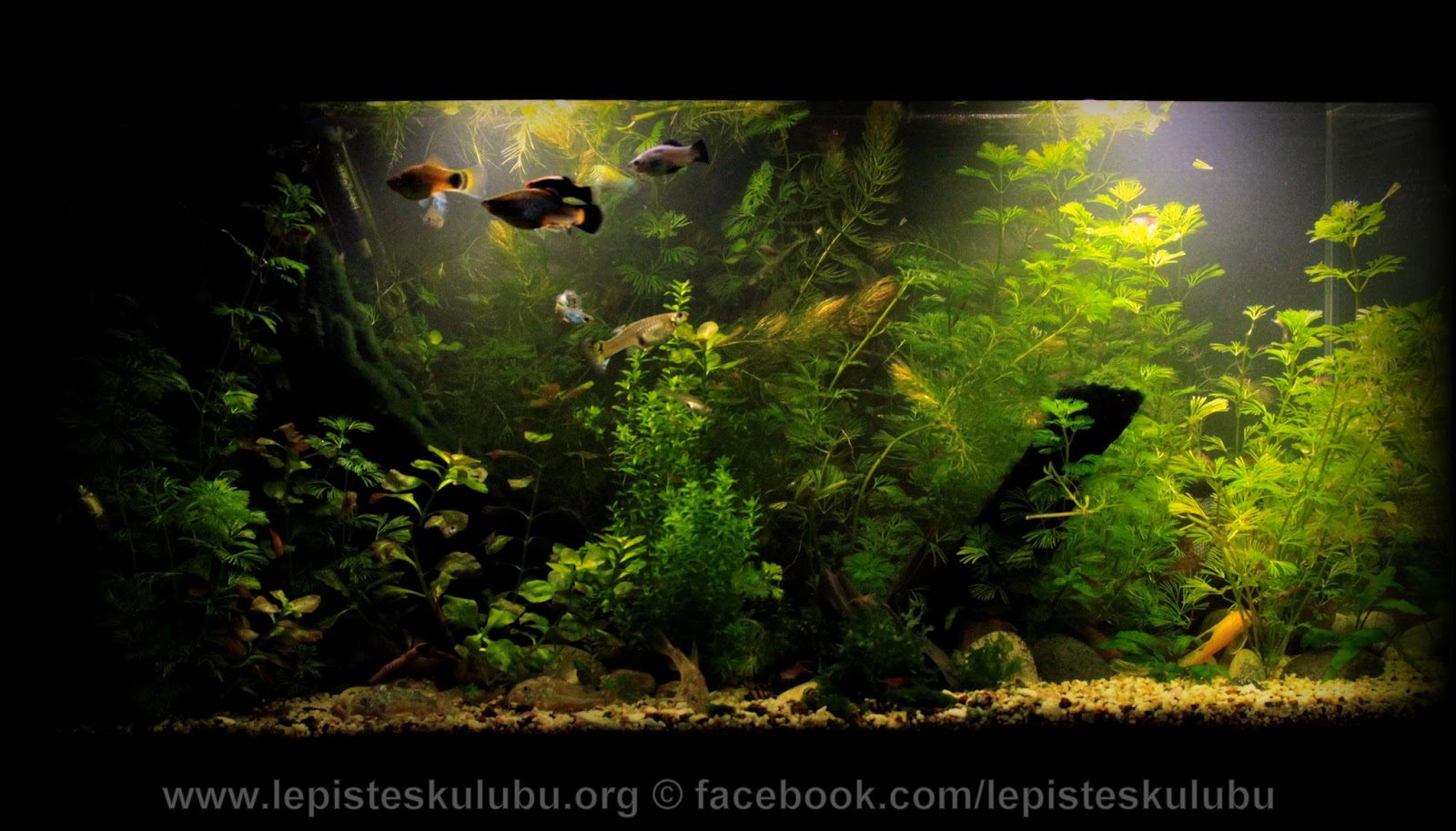 https://4.bp.blogspot.com/-l7-UQcAzZoY/WEmwdOpWc_I/AAAAAAAAHLw/K5FVMJk8w-s2tv2PlBKPvAoU0XcZ3LEugCLcB/s1600/IMG_0924.JPG