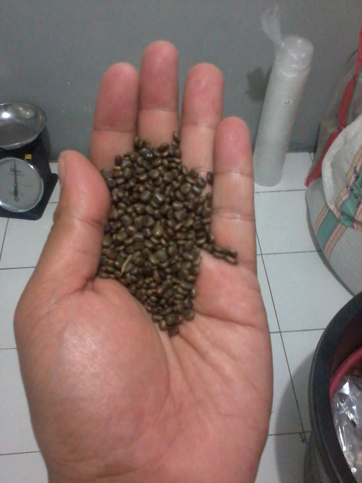 Jual Jual Benih atau Bibit Kehutanan dan Pupuk Organik