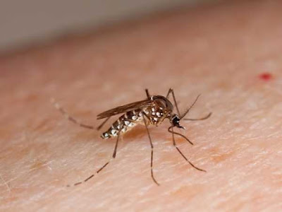 Những điều cần biết về virus Zika gây dị tật não thai nhi
