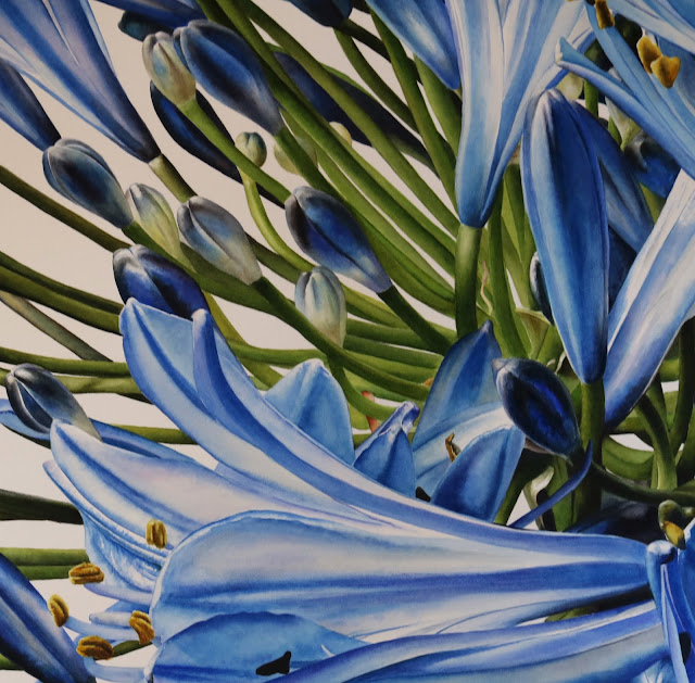 Detail of the Blue Agapanthus botanical painting Detail of the Blue Agapanthus botanical painting