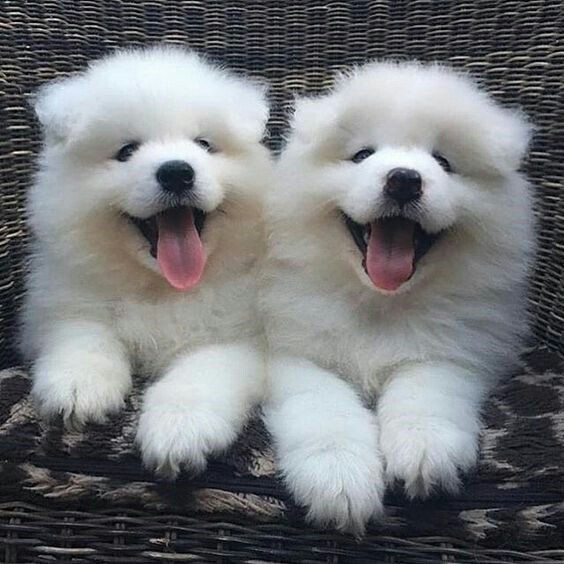 Cute dogs
