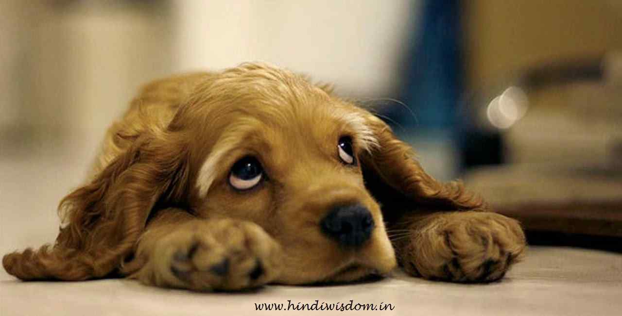 Sad Shayari in Hindi Sad Shayari in Hindi