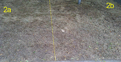 Lawn 2a and 2b eight days after spraying with Nature's Avenger and BurnOut II