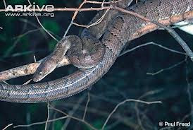 serpientes en extincion Boa de la isla Mona Epicrates monensis