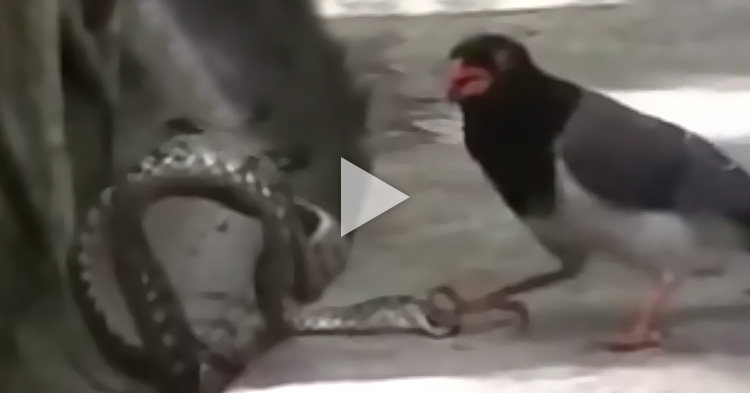 Mother Bird attacks Snake who ate her babies