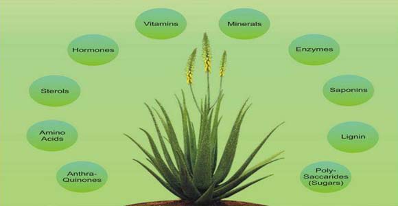 स्वास्थ्यवर्धक एलोवेरा