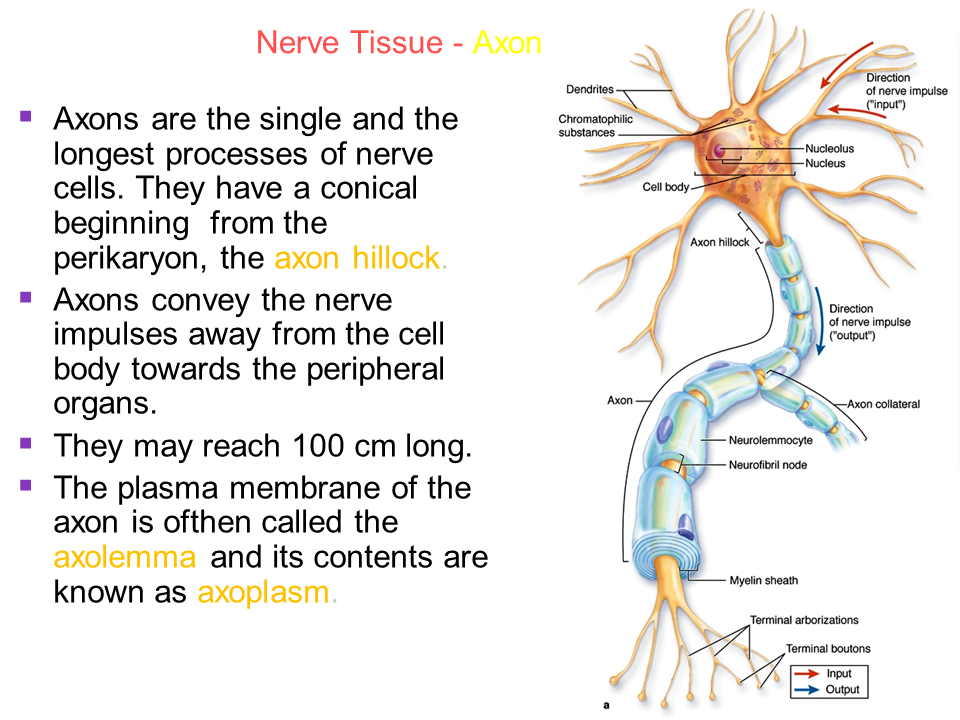histoloji-embriyoloji notlarım: THE NERVE TISSUE and THE NERVOUS SYSTEM