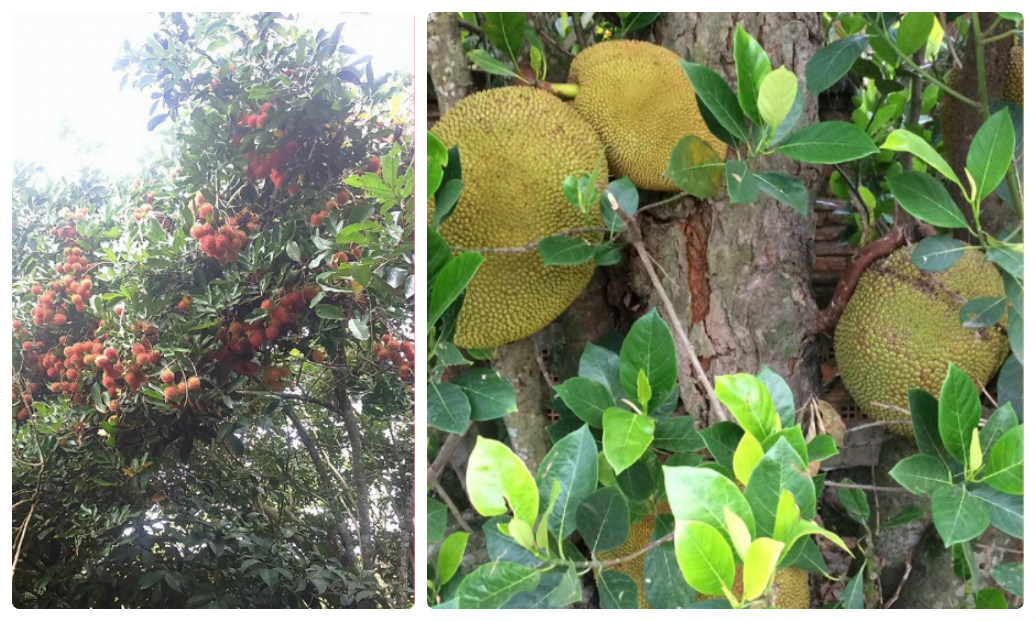 Top 10 vườn trái cây Củ Chi - Trung An đáng để tham quan hái trái