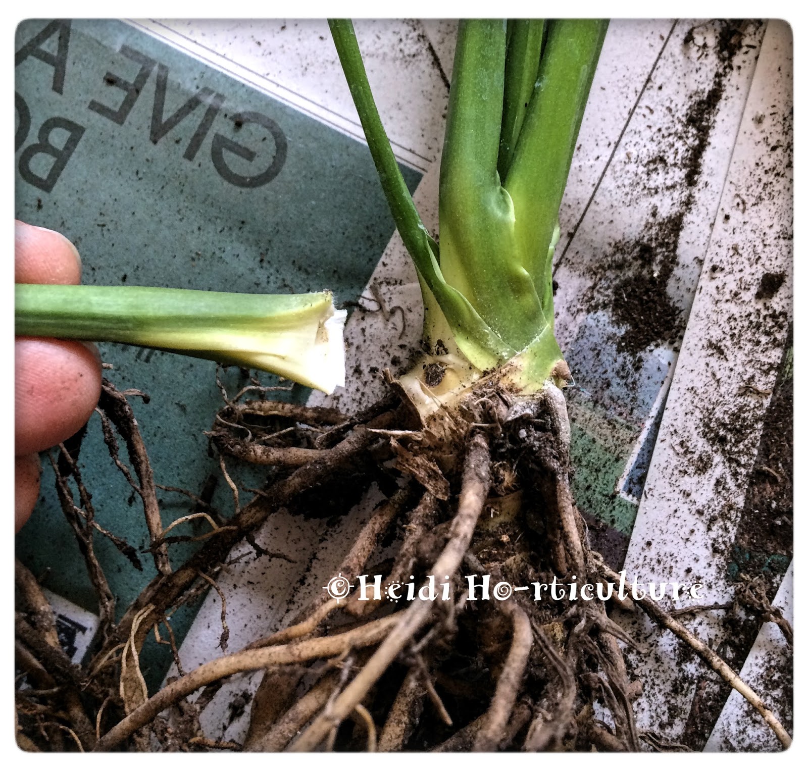 Heidi Horticulture Repotting Peace Lily House Plant