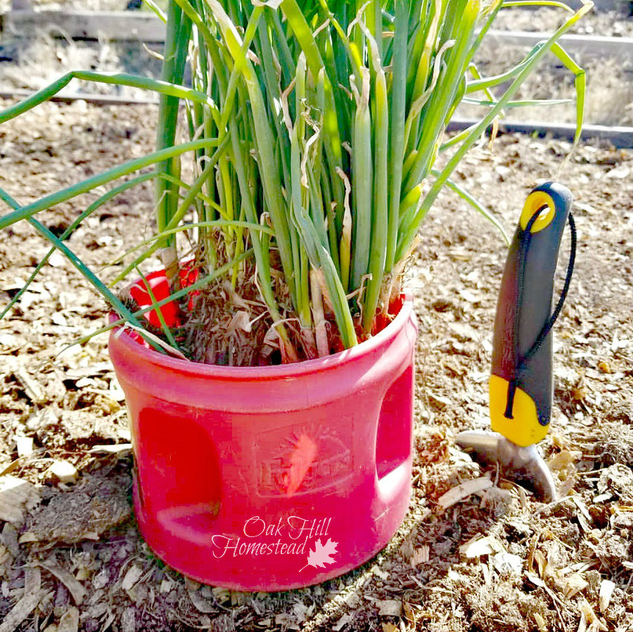How to Harvest, Cure and Store Onions Oak Hill Homestead