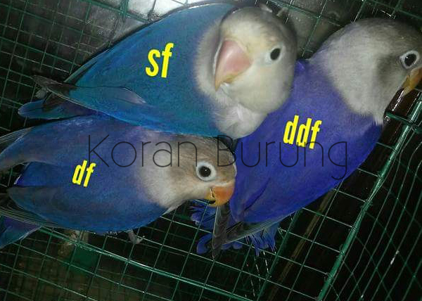 Perbedaan Warna Lovebird Biru Cobalt Biru Mangsi Violet Sf