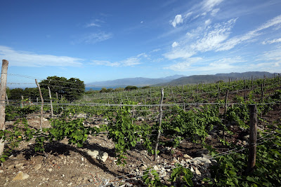The Ocoa Bay Wine and Tourism Project