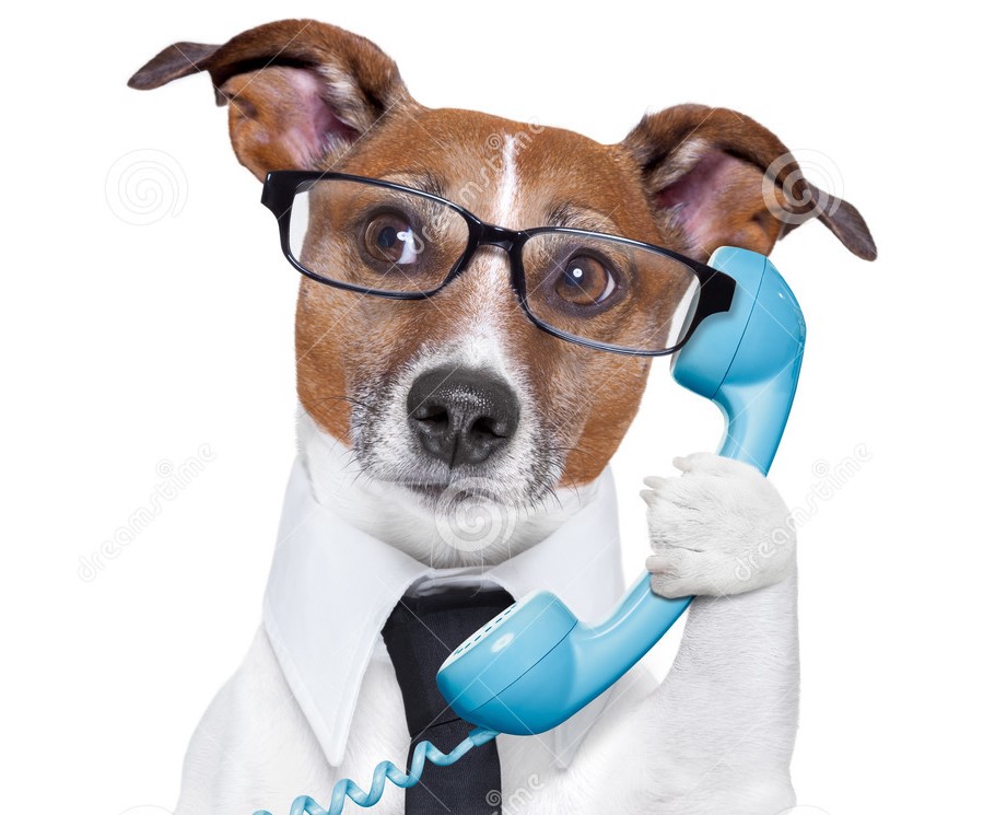 собака с телефоном. учёные разработали «собакофон», чтобы питомцы звонили хозяевам. собачка с телефонной трубкой. любители домашних животных. той собака.