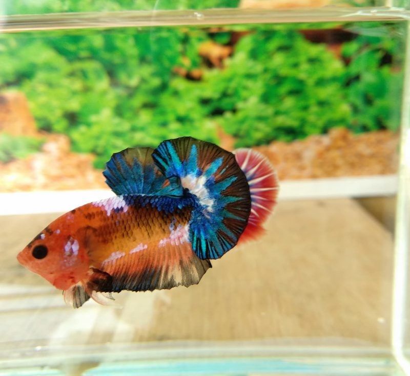 Siamese Fighting Fish Food - Fancy Betta Image Siamese Fighting Fish Food - Fancy Betta