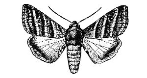 Ordo Lepidoptera Ordo Lepidoptera