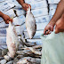 SEMANA SANTA: Distribuição de peixes por políticos, Hipocrisia ou Solidariedade?