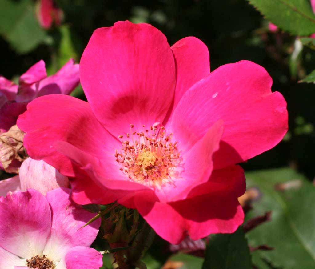 Poppular Photography Rose Blooming in Lexington Kentucky