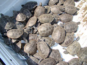 Photo courtesy Port Authority of NY and NJ (terrapins collected in pickup )