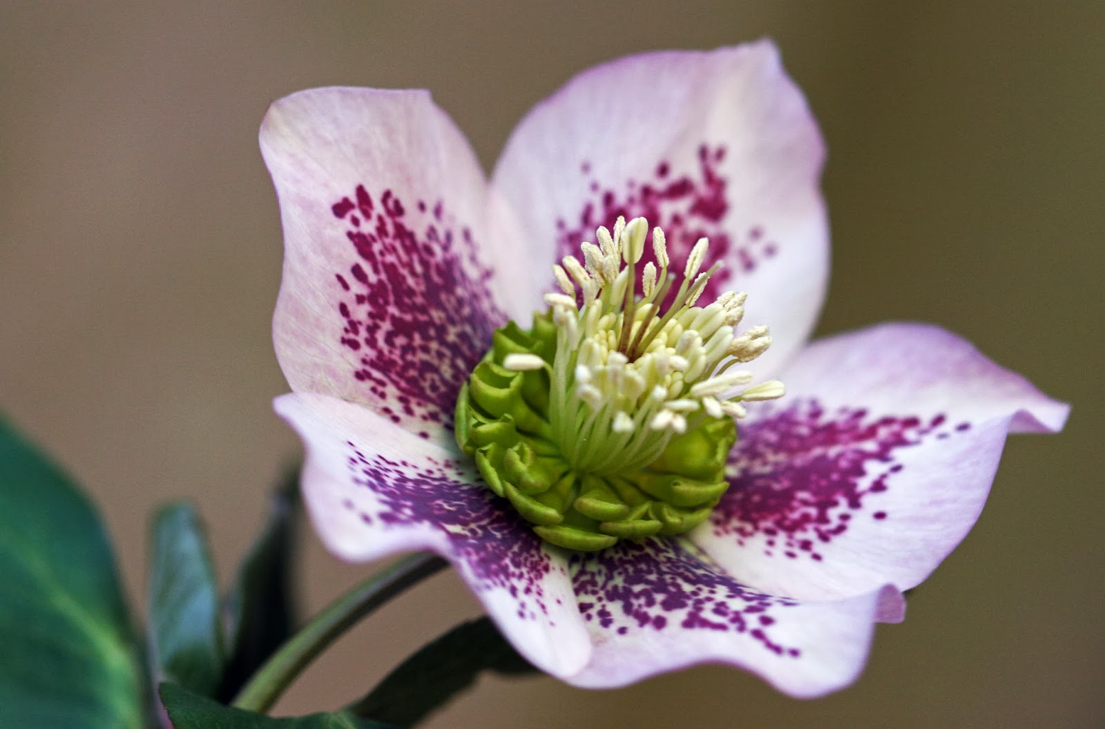 Xx Garden Hellébore ou Rose de Noël Xx Garden Hellébore ou Rose de Noël