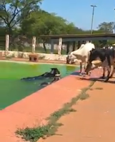 A BARRETOS ESQUECIDA PELOS POLÍTICOS: EM COMPLETA SITUAÇÃO DE ABANDONO, PISCINA DO CSU É INVADIDA POR BOVINOS (CULTURA FM GUAIRA-SP)
