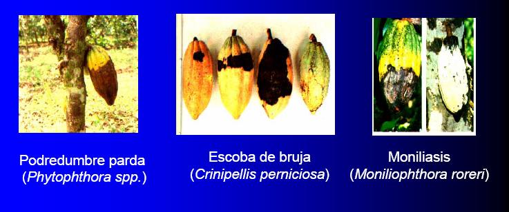 moniliasis nombre cientifico