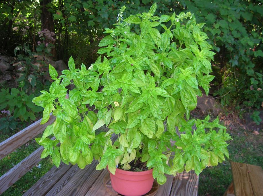 Factsramblog Basil herb nutrition facts