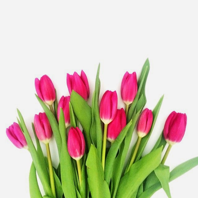 spring tulips.