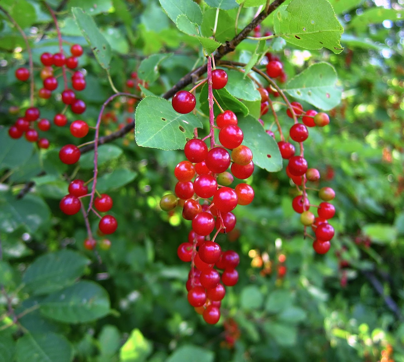 saratoga woods and waterways a berry good day at lake christmas berry branches