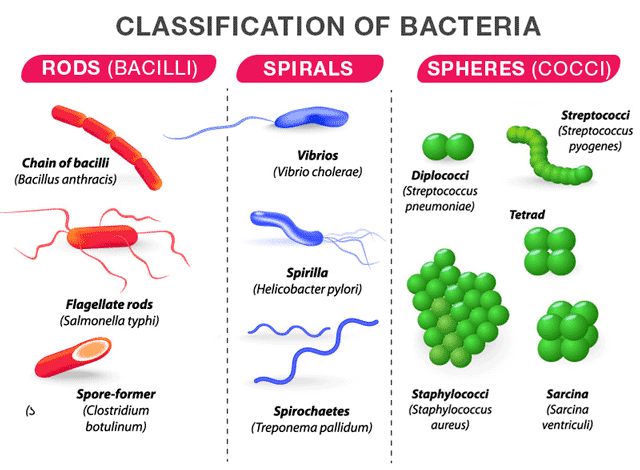 Food type of bacteria. Types of bacteria. Бактерии названия. Формы бактерий и их названия. What was made of bacteria.