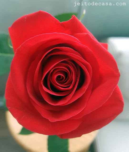perfect-red-rose