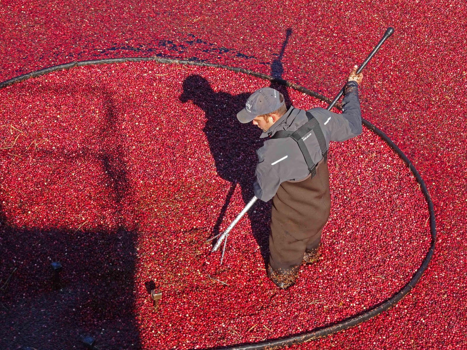 Joe's Retirement Blog: A Cranberry Harvest, Slocum-Gibbs Cranberry ...