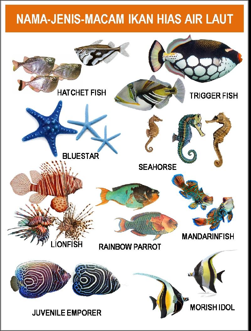 20+ Nama Hewan Laut Invertebrata Tts