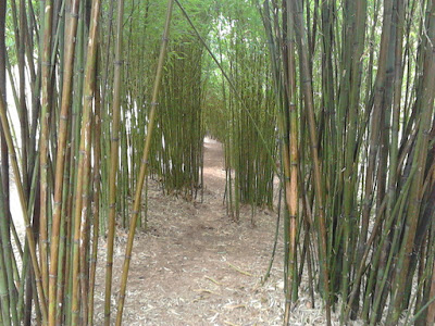 Bamboo grove Improve your garden Hillier Gardens Green Fingered Blog