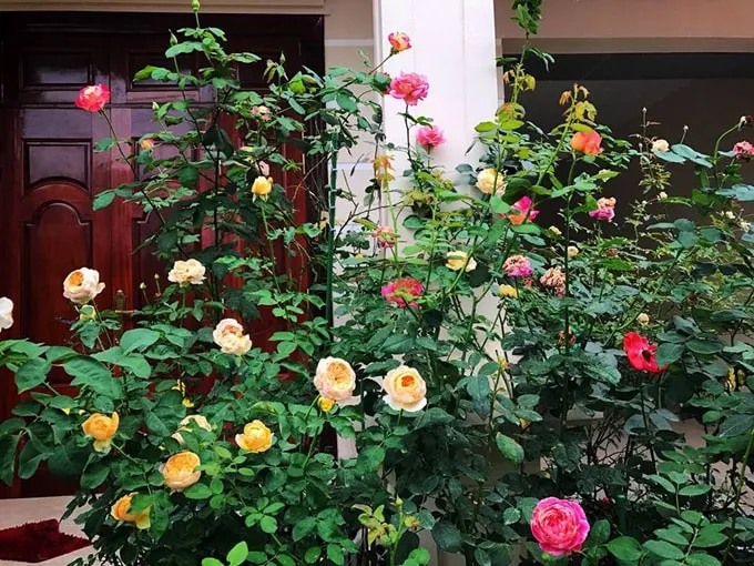 Sân vườn 50 m2 phủ kín hoa hồng của bà mẹ Hòa Bình -2