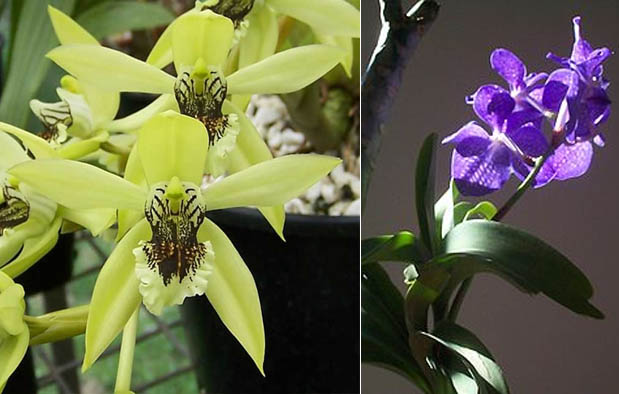 Mengenal Aneka Jenis Anggrek Vanda yang Cantik | Gambar Bunga