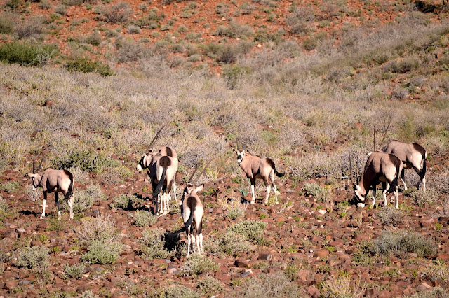 Gemsbok (Oryx) in the Naukluft Mountain Zebra Park