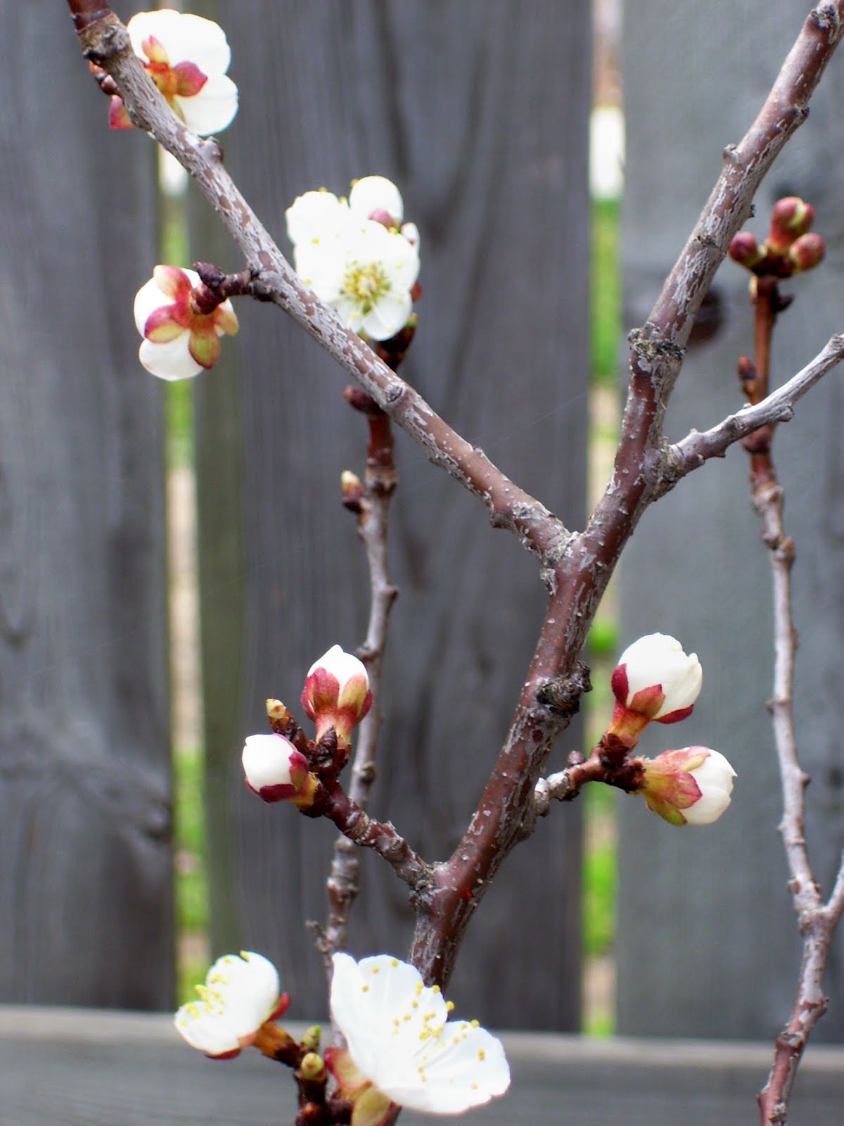 Talking to Plants Apricot 'Moorpark' in Bloom AND BOOMS!